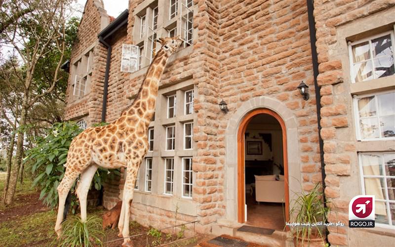 زرافه در ساختمان هتل