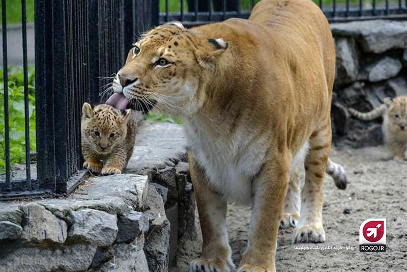 باغ وحش تهران