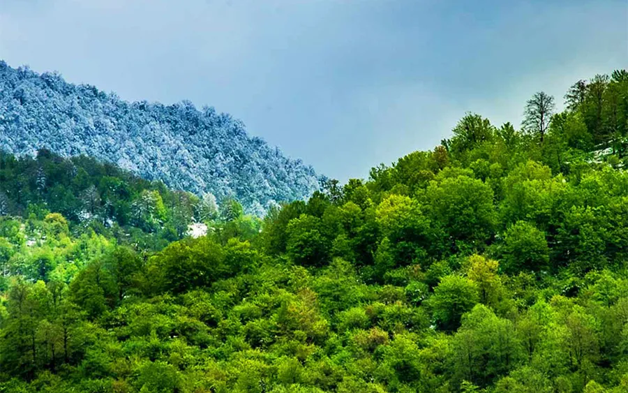 جنگلهای مازندران