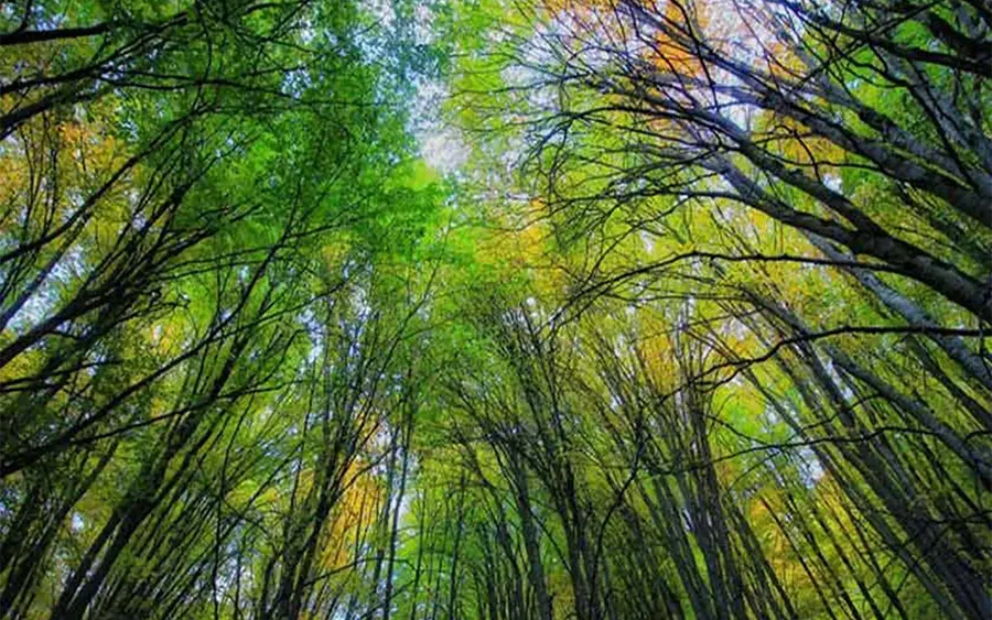 جنگلهای مازندران