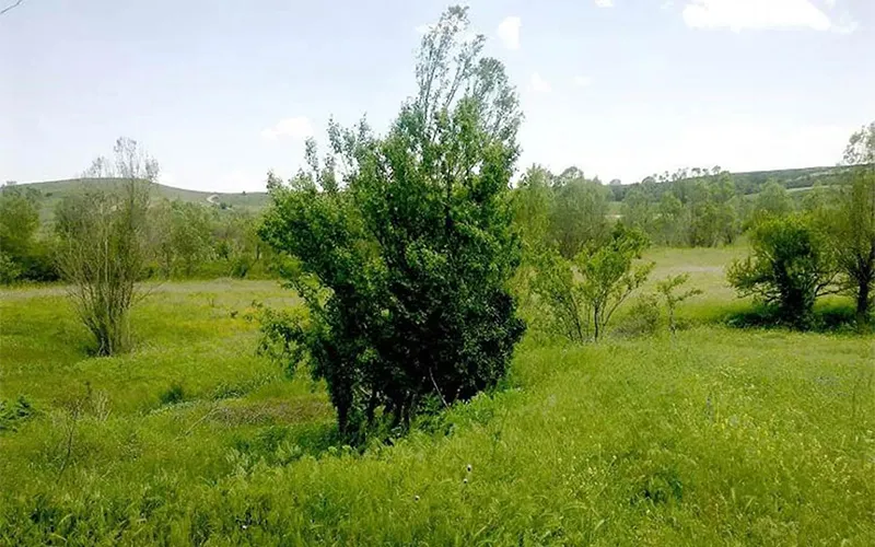 دره جنگلی ایردموسی