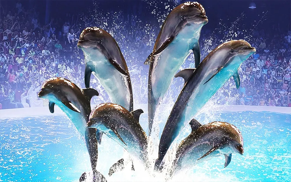 دلفیناریوم دبی