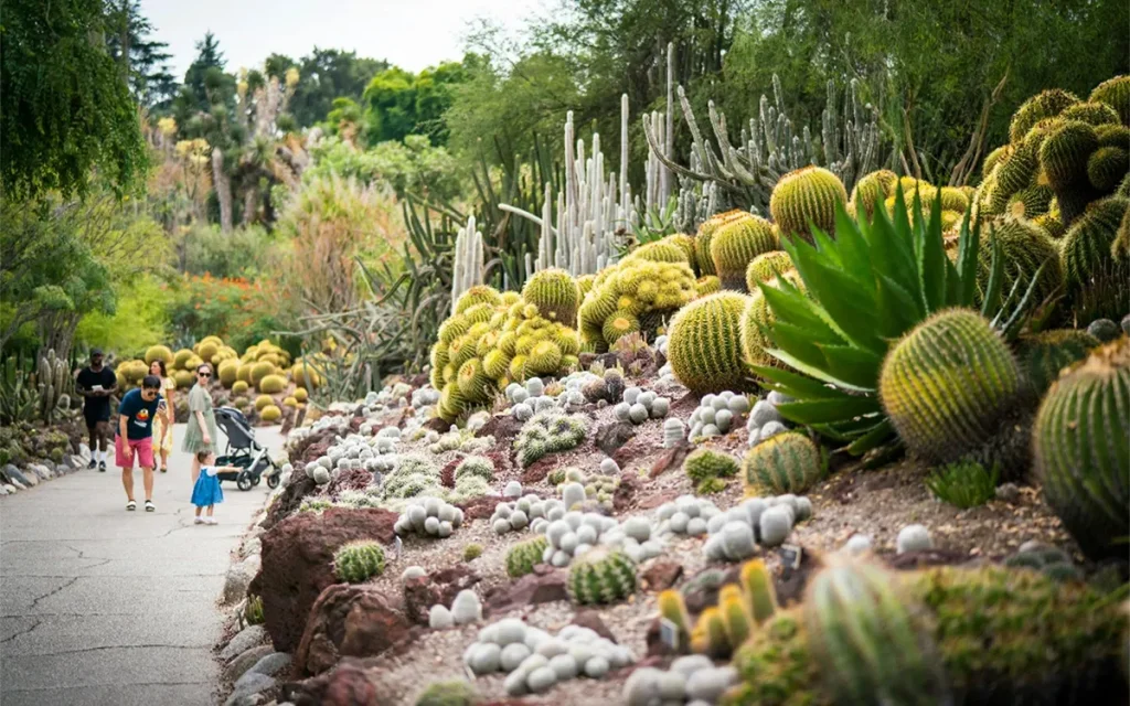Cactus Garden